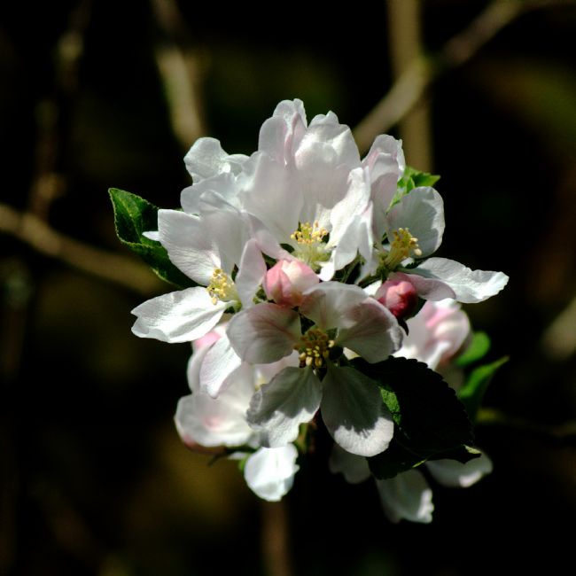 Chris Day | Apple Blossom 3