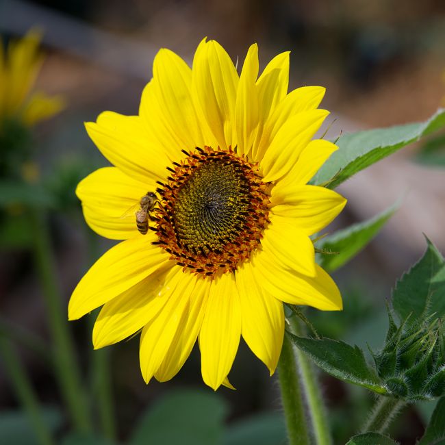 Chris Day | Sunflower and dinner guest