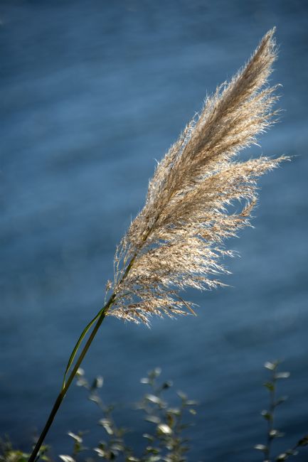 Chris Day | Grass seed head