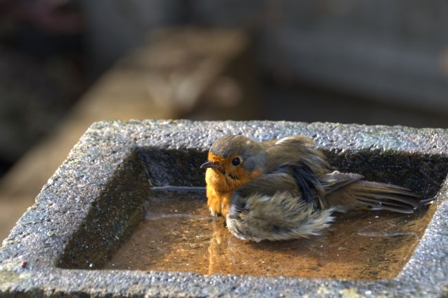 Chris Day | Robin having a bath