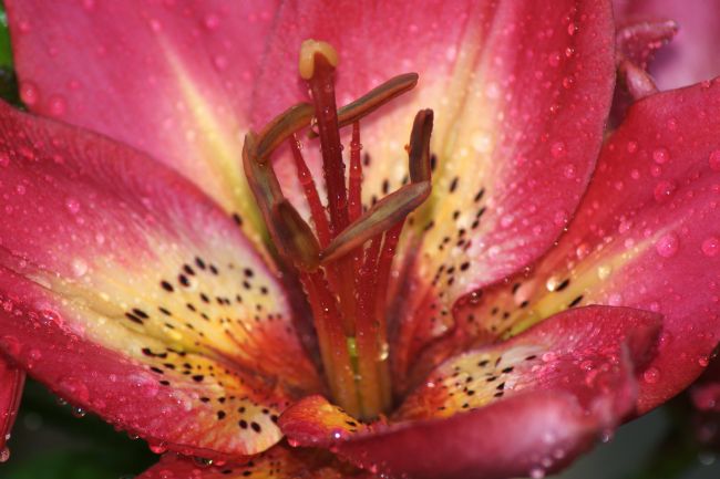 Chris Day | Arsenal Lily