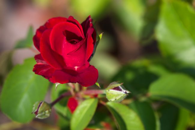 Chris Day |  Captain Sir Tom Moore Rose