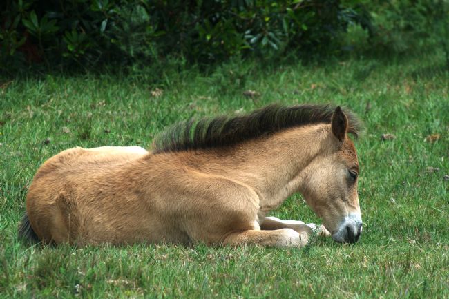 Chris Day | New Forest Pony