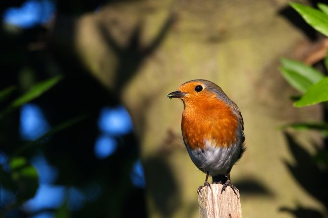Chris Day | Robin