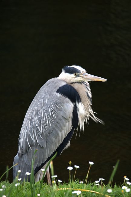 Chris Day | Grey Heron