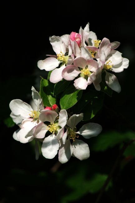 Chris Day | Apple Blossom 4