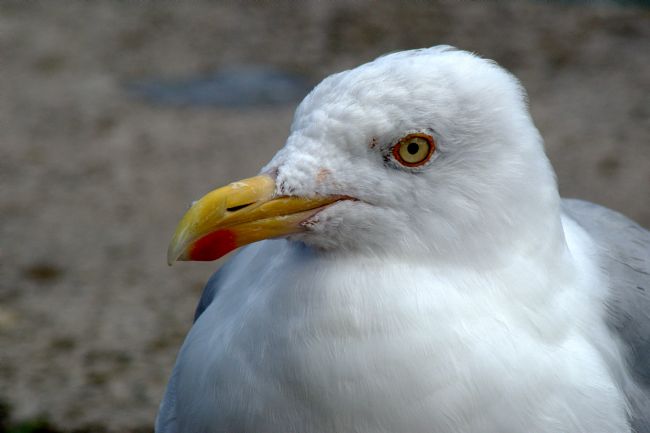 Chris Day | Yellow Legged Gull
