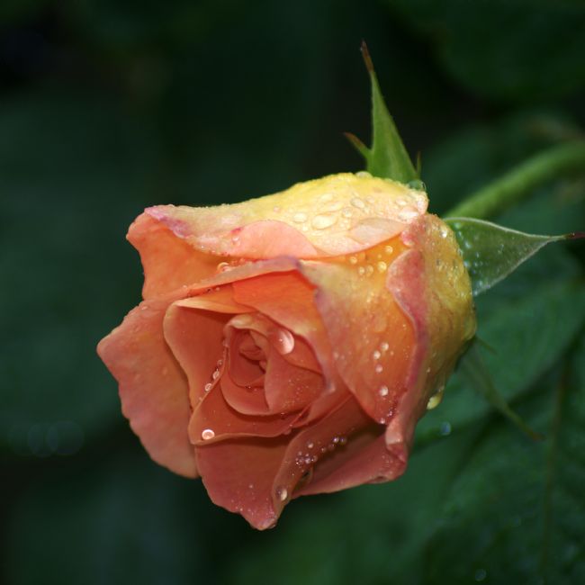 Chris Day | Orange Rose