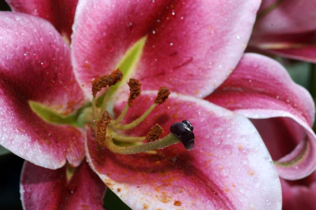 Chris Day | Blueberry Crush Lily