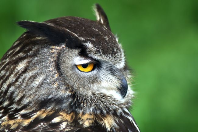 Chris Day | Eagle Owl