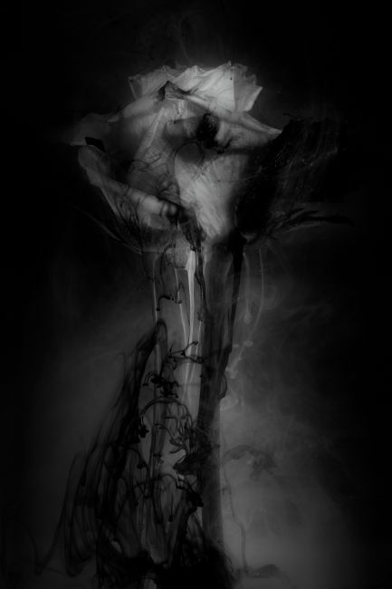Ann Garrett | Submerged Flowers - Black Rose