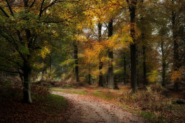 Ann Garrett | Autumn Colours Cannock Chase