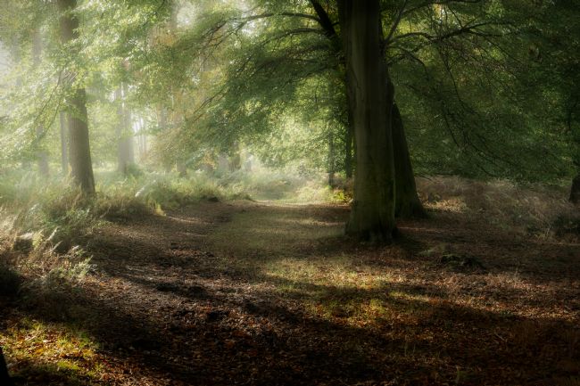 Ann Garrett | Hazy Cannock Chase