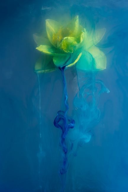 Ann Garrett | Submerged Flowers - Daffodil
