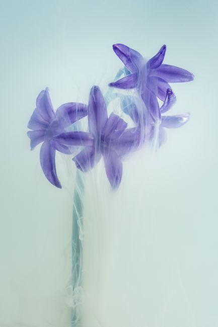 Ann Garrett | Submerged Flowers - Hyacinth with Milk
