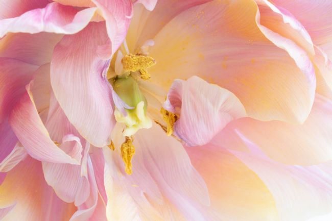 Ann Garrett | Tulip Pastels