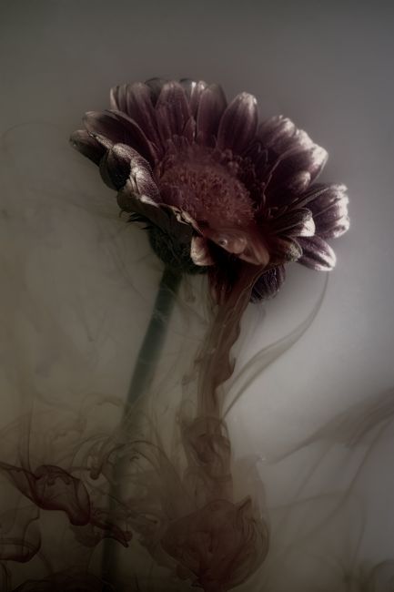 Ann Garrett | Submerged Flowers - Moody Gerbera
