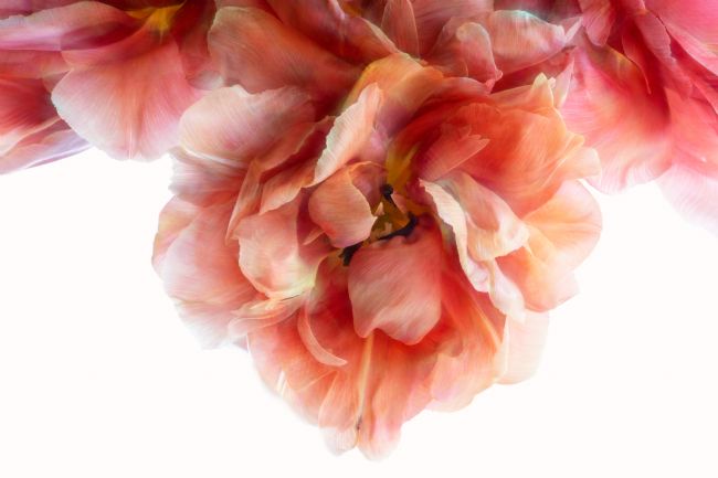 Ann Garrett | Tulip Fantasy