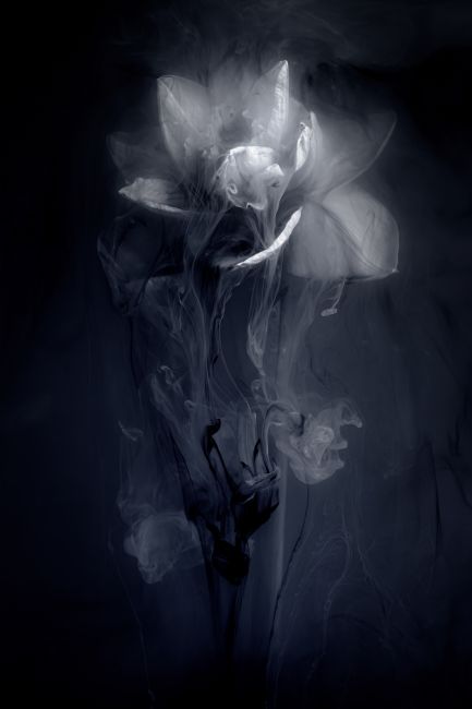 Ann Garrett | Submerged Flowers - Blue Daffodil