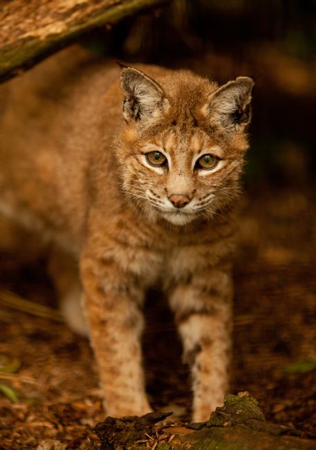 Karl Thompson | Bob Cat