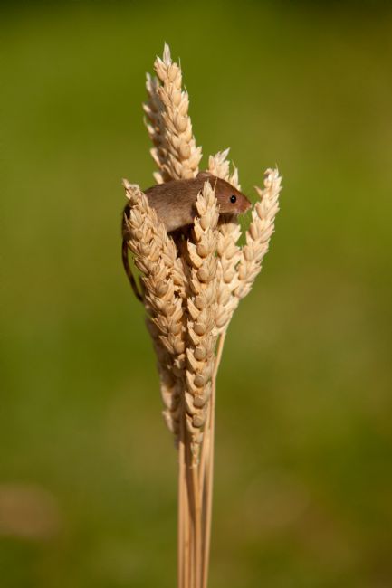 Karl Thompson | Harvest mouse 2