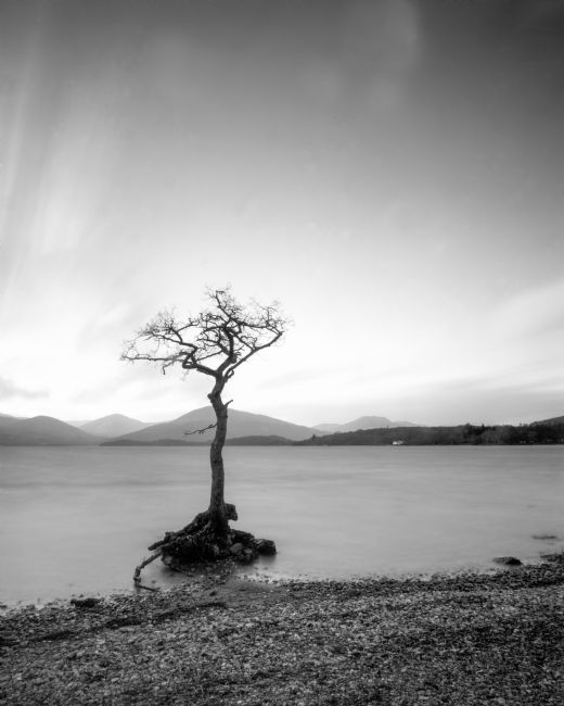 Karl Thompson | Lone Tree