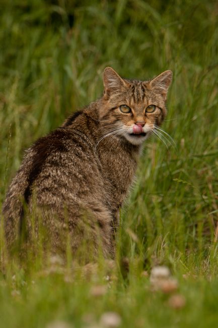 Karl Thompson | Scottish Wildcat