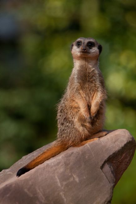 Karl Thompson | Meerkat Sentry