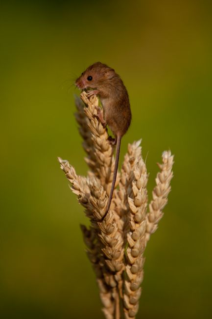 Karl Thompson | Harvest Mouse 1