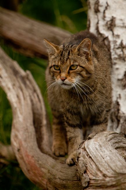Karl Thompson | Scottish Wildcat