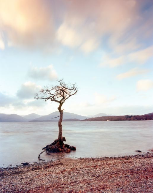 Karl Thompson | Lone Tree