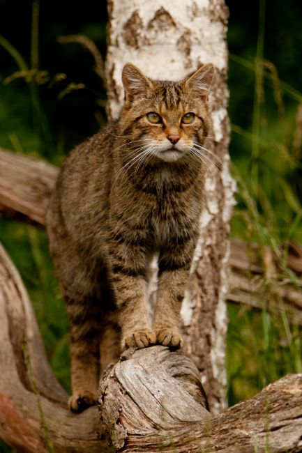 Karl Thompson |  Scottish Wildcat 2