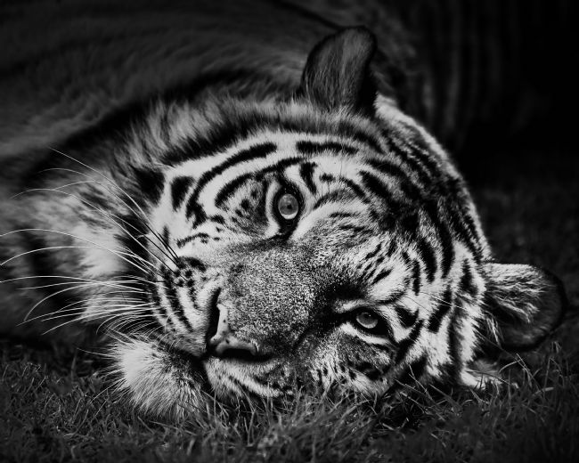 Jennifer Higgs | Rolling Tiger