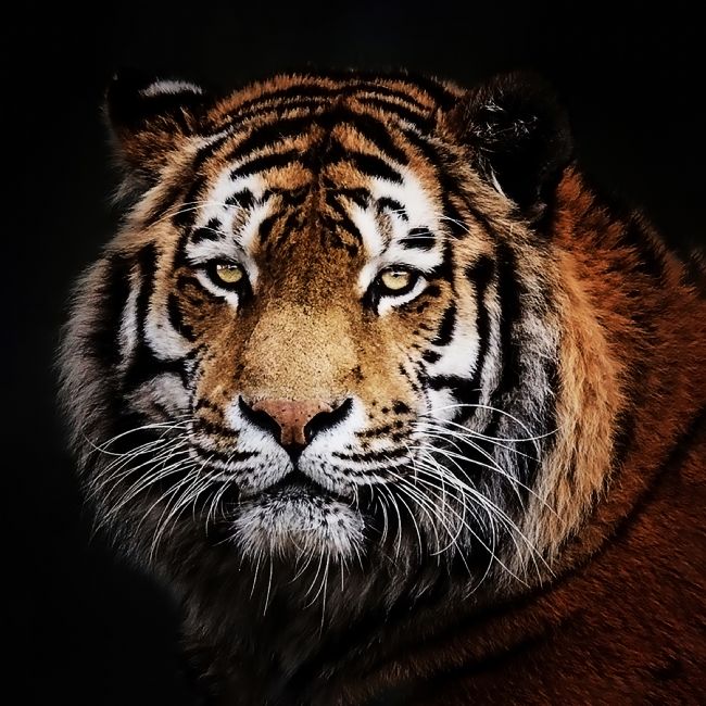 Jennifer Higgs | A Tiger's Gaze