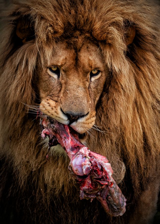 Jennifer Higgs | Dinner's Served!