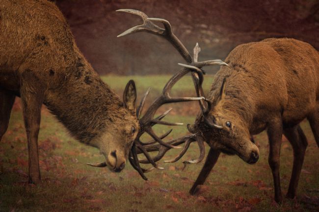 Jennifer Higgs | A Midwinter Tussle