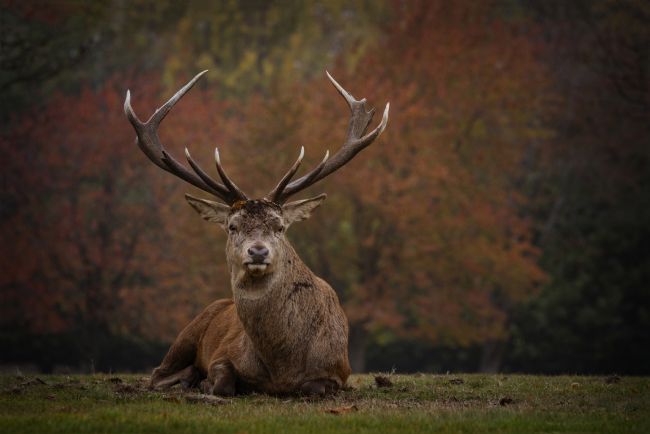 Jennifer Higgs | Majestic