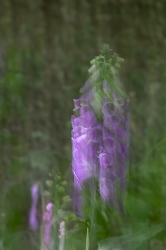 Jennifer Higgs | Foxglove