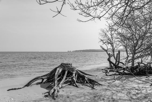 Phil Wareham | Studland Black and White