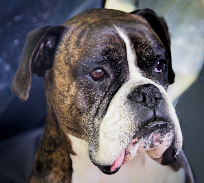 pauline tims | Boss Dog