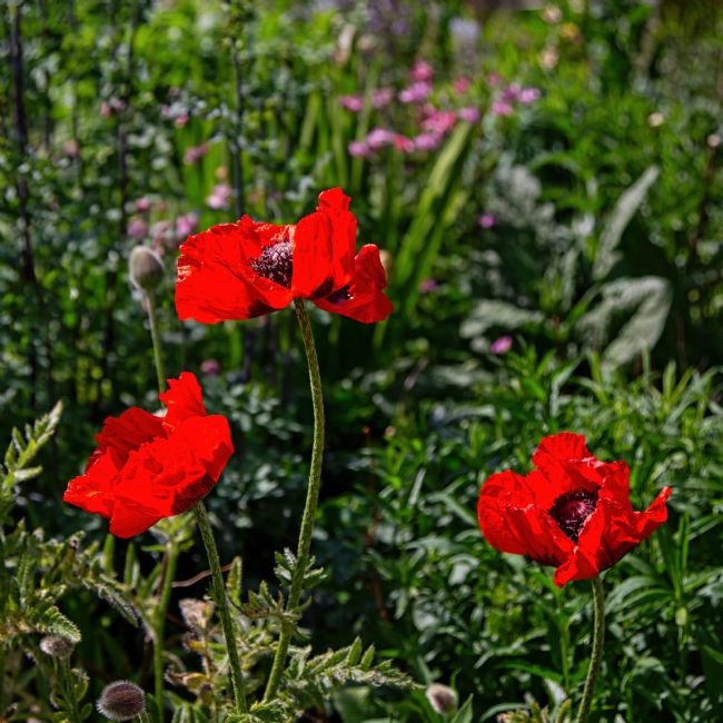 Pauline  Tims | Poppies