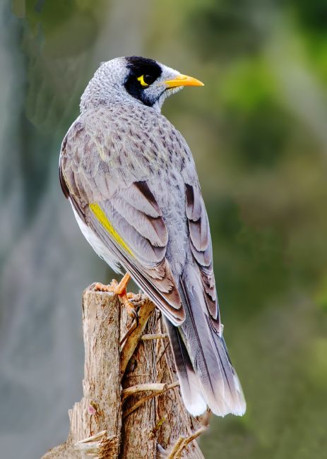 Pauline  Tims | keeping Watch