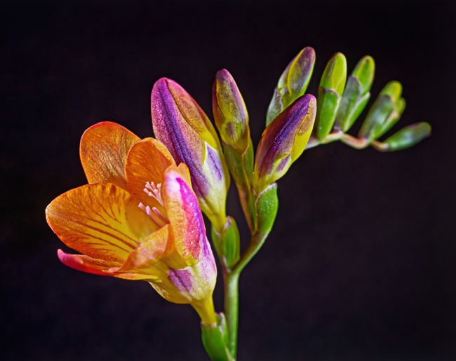 Pauline  Tims | Freesia on Black background