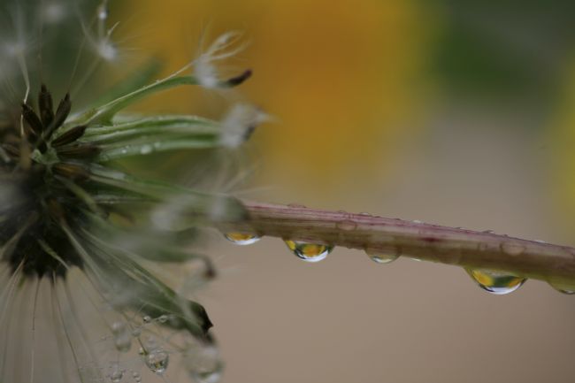 pauline tims | Water Drop Reflections on Dandelion