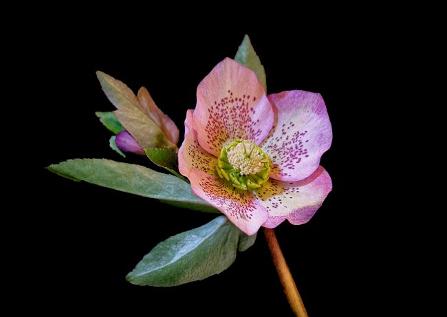 Pauline  Tims | Hellebore on black background