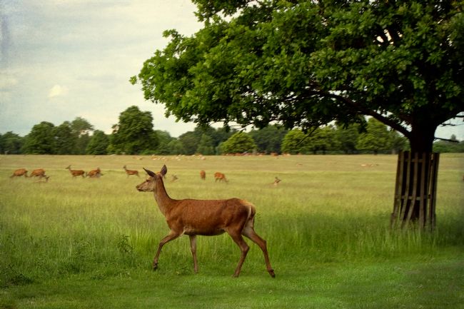 Pauline  Tims | Deer Strolling