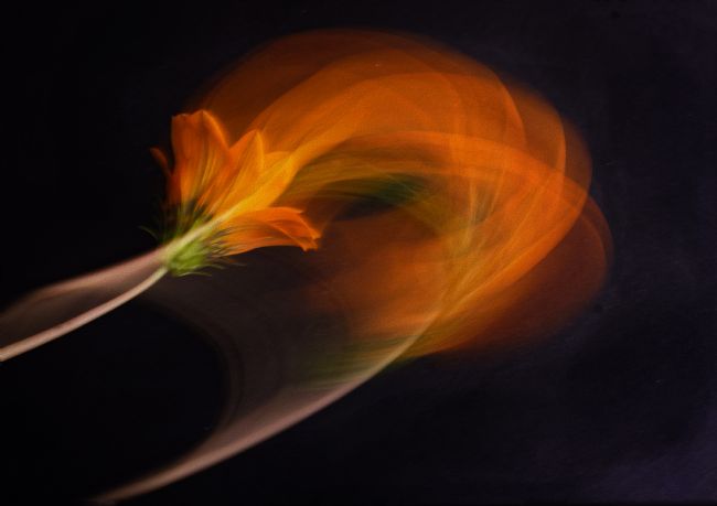 Pauline  Tims | Orange Swirl