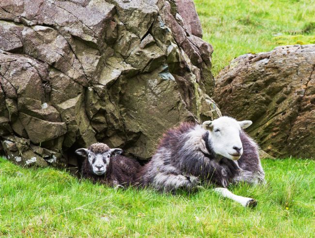 Pauline  Tims | Herdwick Sheep