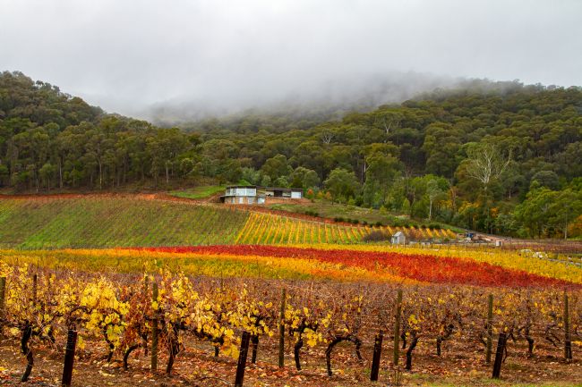 Pauline  Tims | Bright Autumn