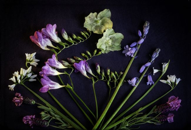 Pauline  Tims | Spring